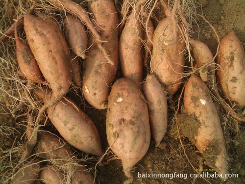 薯类-龙薯⑨种薯(麦茬)全国发货订购销售中-薯类尽在阿里巴巴-赵伟娜